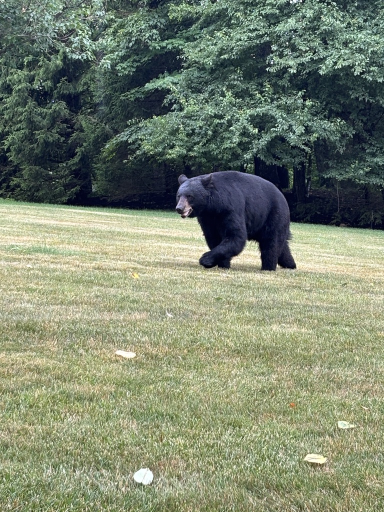 Mama Bear