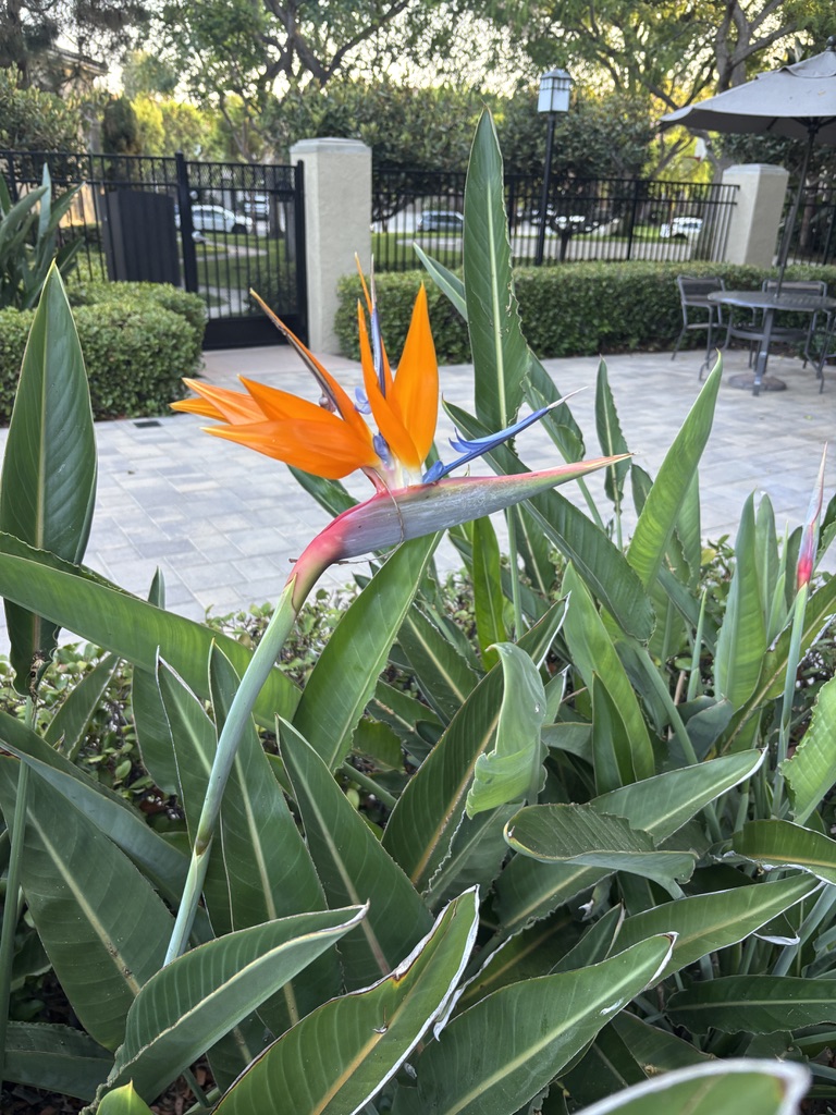 Ten Miles in the California Sun