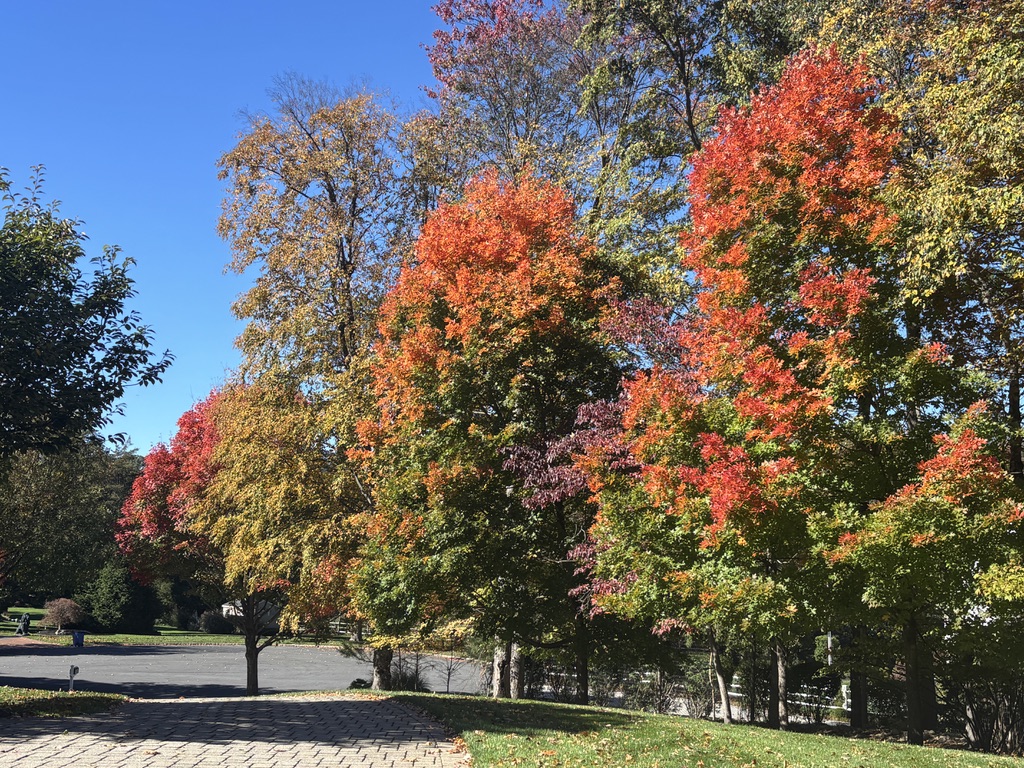 Fall leaves on trees